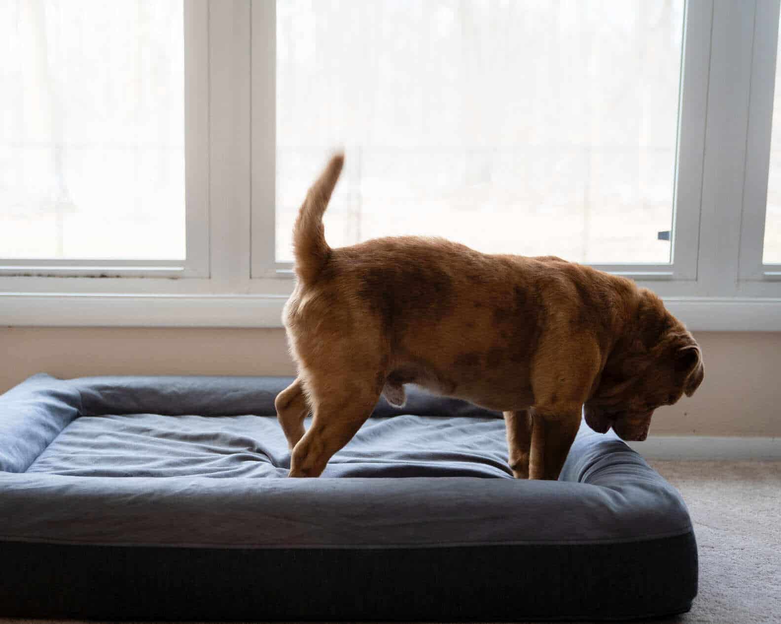 Cachorro resgatado ganha cama e festeja de forma comovente