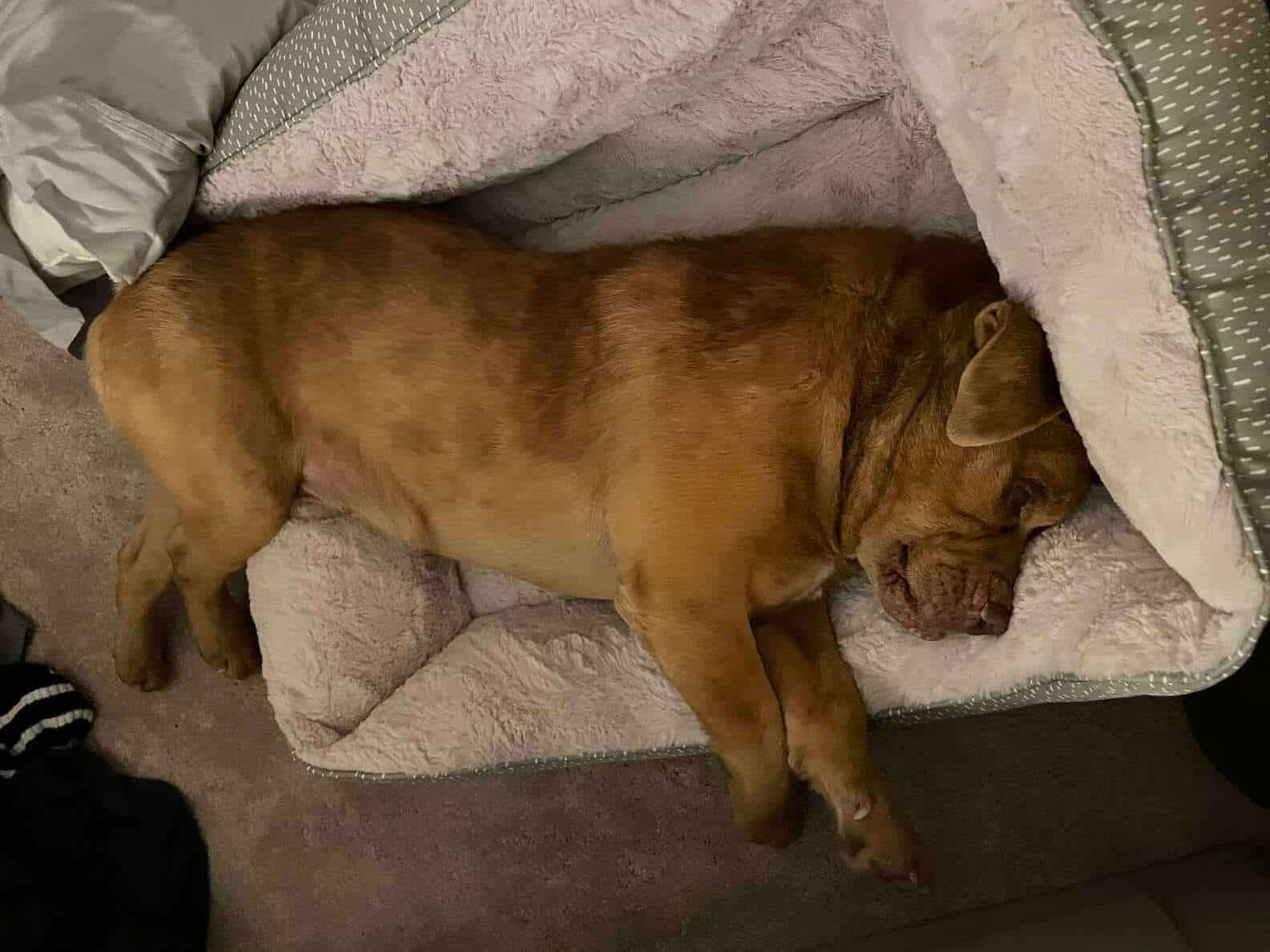 Cachorro resgatado ganha cama e festeja de forma comovente