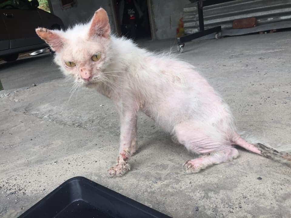 Mulher resgata gata e mudança da felina é IMPRESSIONANTE