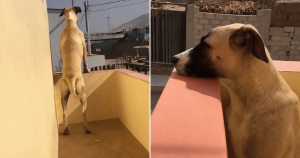 EMOCIONANTE: Cachorro passa o dia todo esperando dono chegar