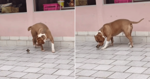 Passarinho cai perto de Pitbull e cachorro tem reação ‘mortal’