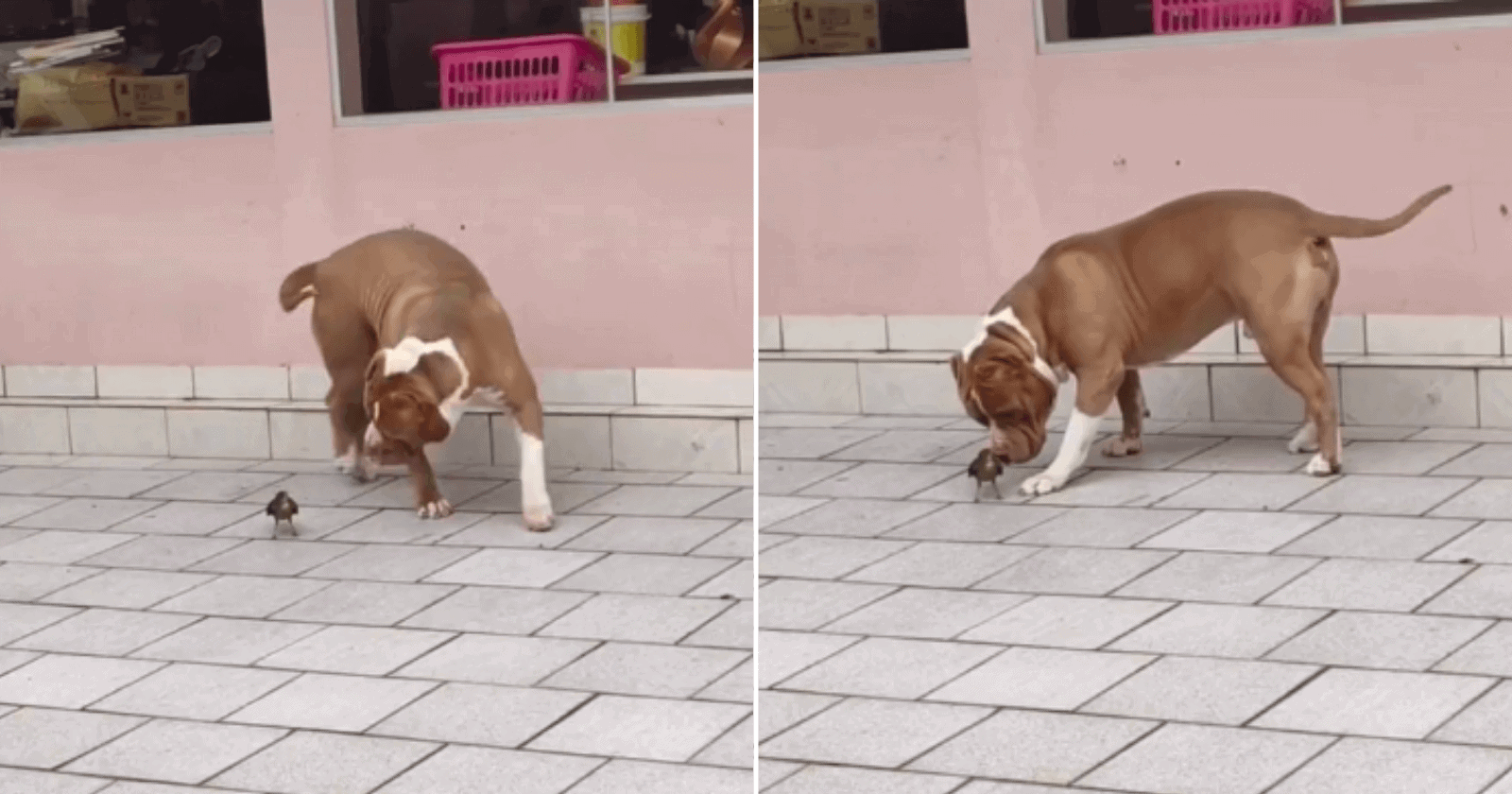 Passarinho cai perto de Pitbull e cachorro tem reação ‘mortal’