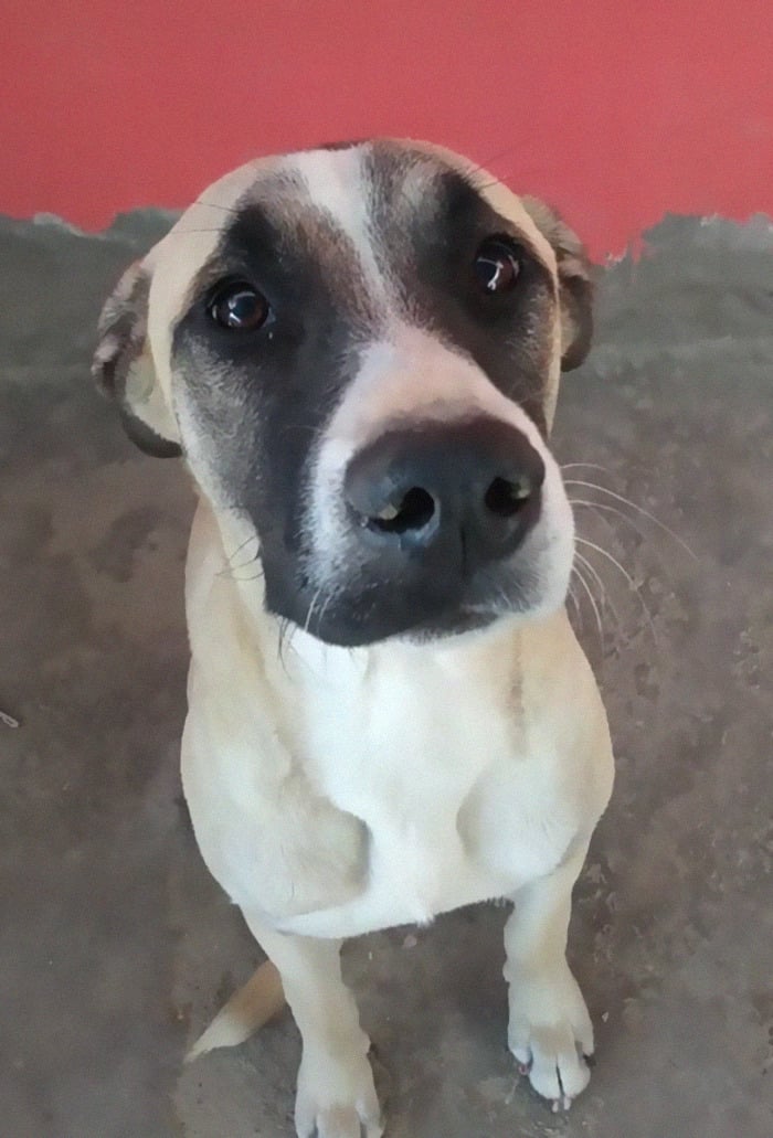 EMOCIONANTE: Cachorro passa o dia todo esperando dono chegar