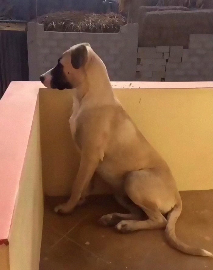 EMOCIONANTE: Cachorro passa o dia todo esperando dono chegar