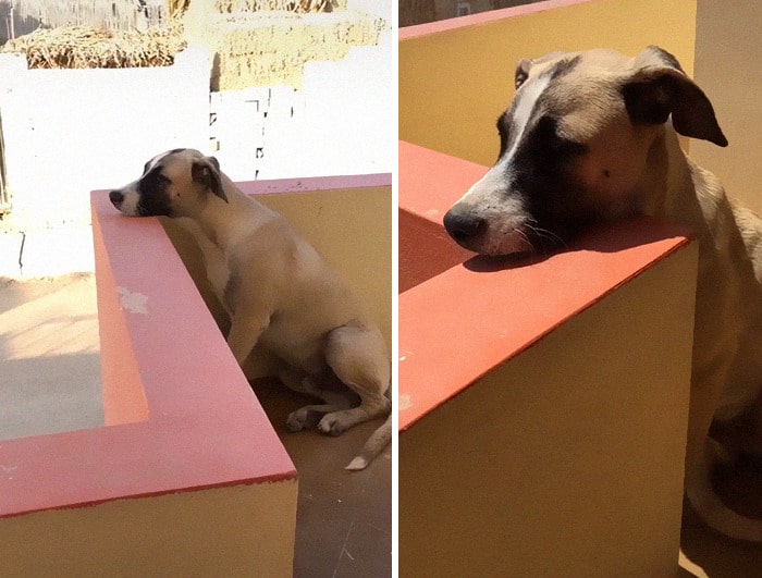 EMOCIONANTE: Cachorro passa o dia todo esperando dono chegar