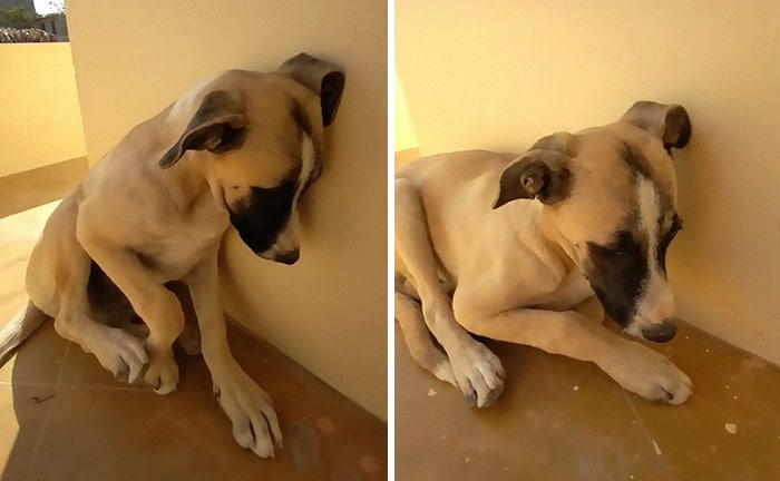 EMOCIONANTE: Cachorro passa o dia todo esperando dono chegar