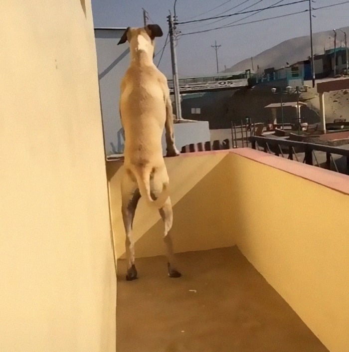 EMOCIONANTE: Cachorro passa o dia todo esperando dono chegar