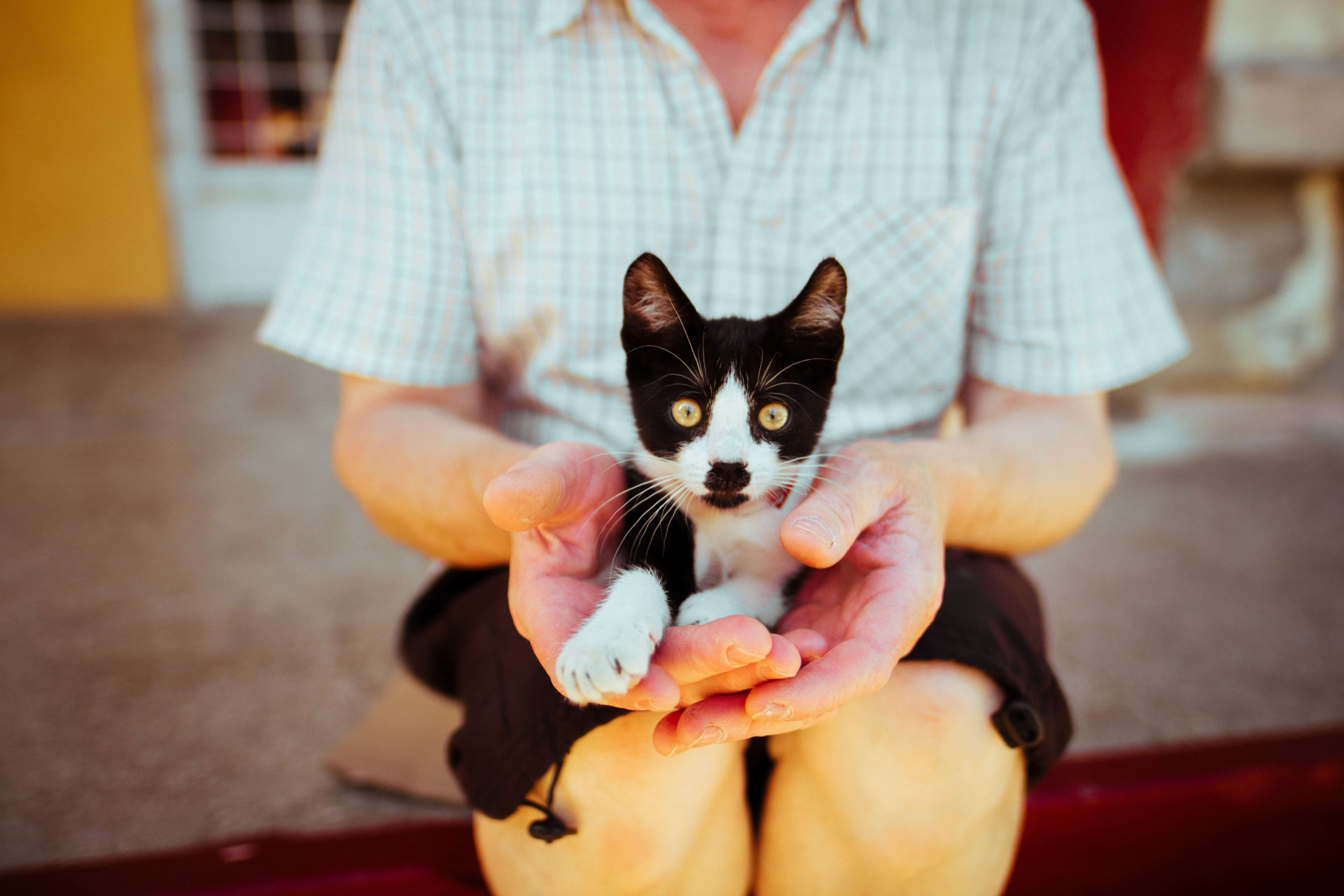 77 legendas para fotos com GATOS. Mais carinho para o seu pet!