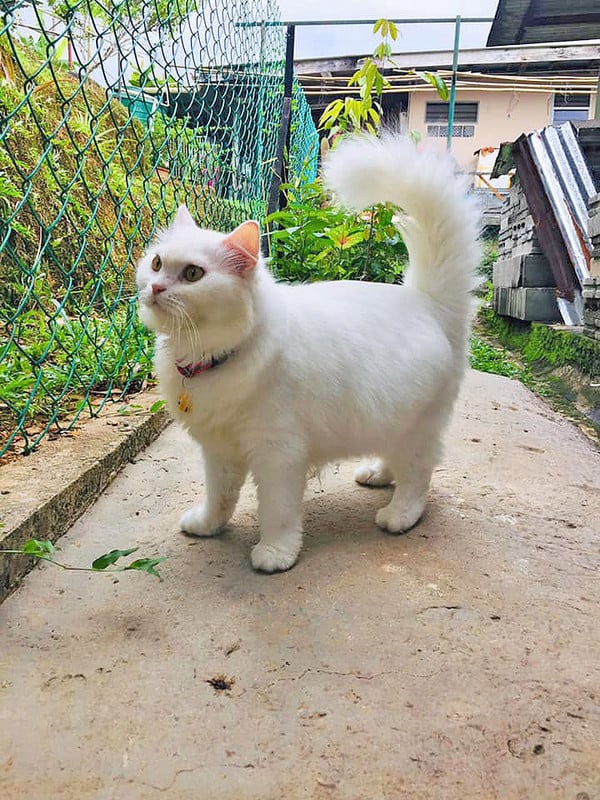 Mulher resgata gata e mudança da felina é IMPRESSIONANTE