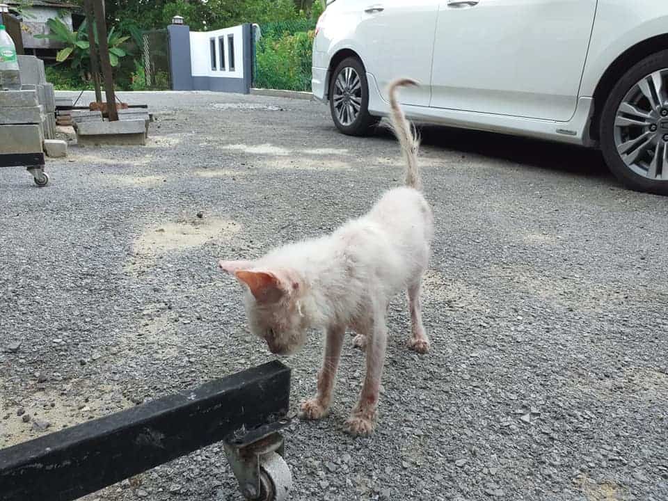 Mulher resgata gata e mudança da felina é IMPRESSIONANTE