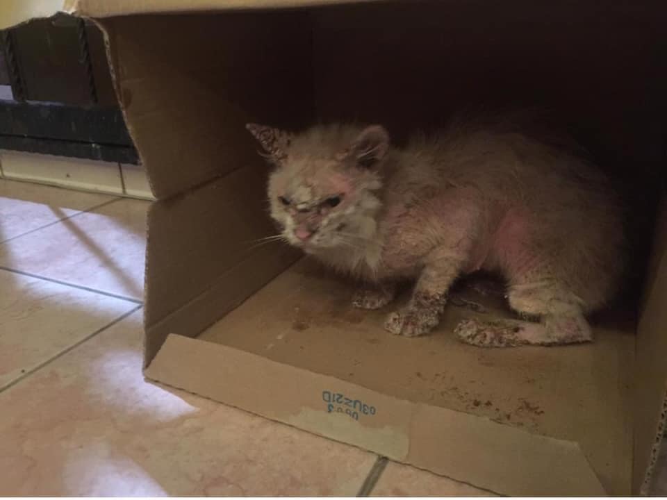 Mulher resgata gata e mudança da felina é IMPRESSIONANTE