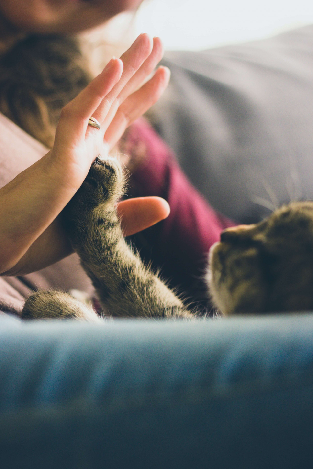 77 legendas para fotos com GATOS. Mais carinho para o seu pet!