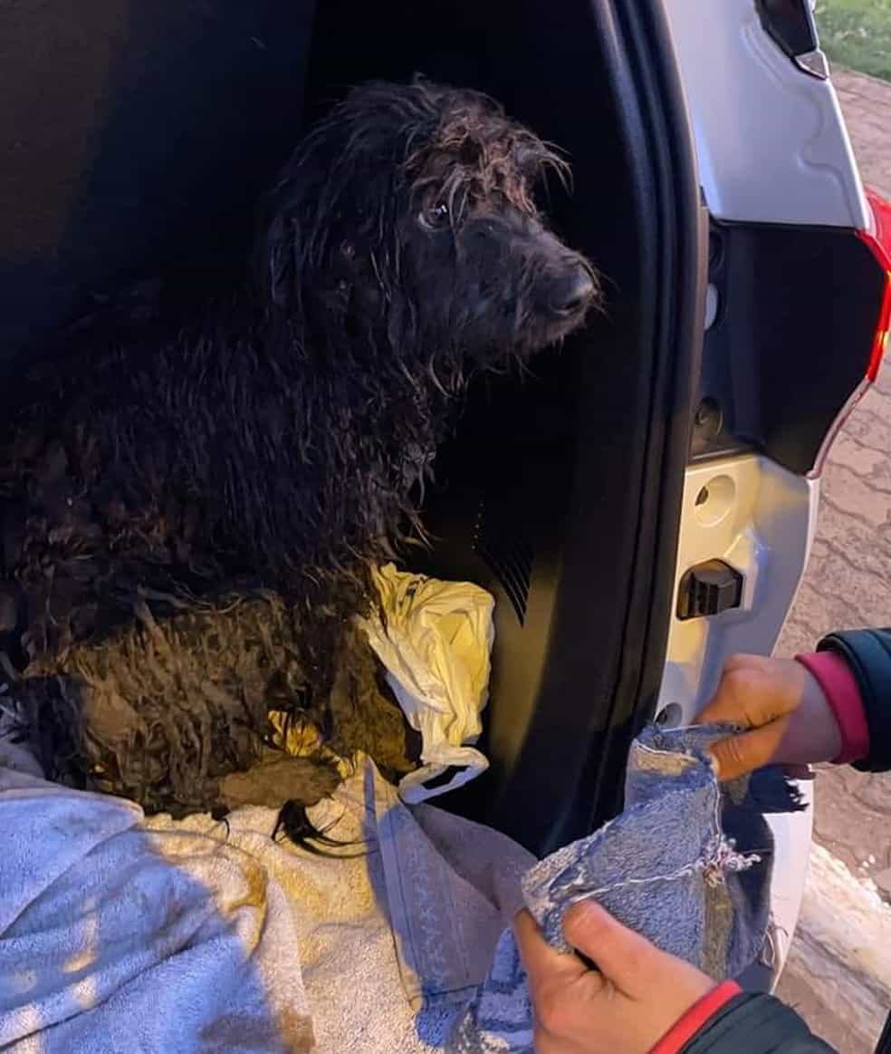 Pedreiro resgata doguinho que estava em lago gelado