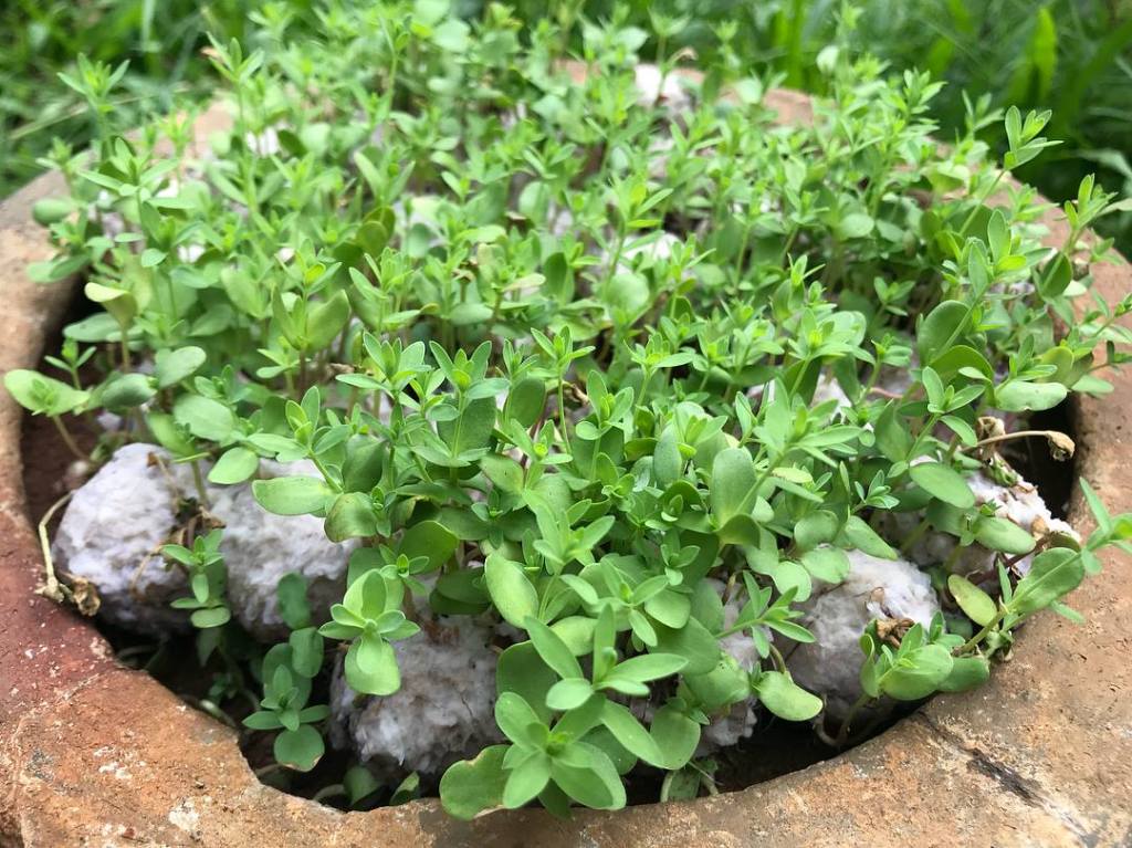 Jovem cria máscaras que viram flores quando descartadas