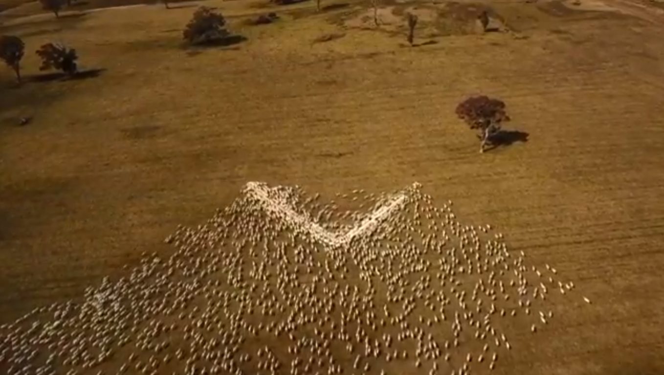 Fazendeiro faz homenagem com ovelhas para sua falecida tia