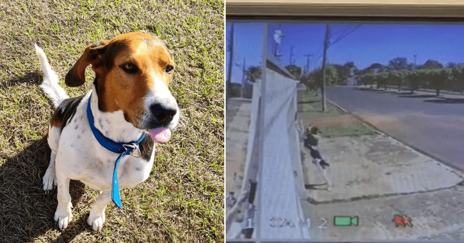 Cachorro assusta família ao aprender a tocar campainha