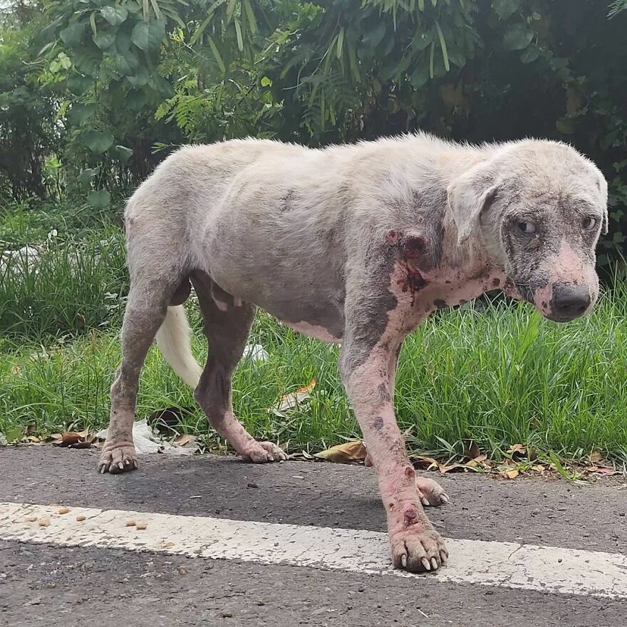 Homem resgata cachorro abandonado com câncer e lhe CURA