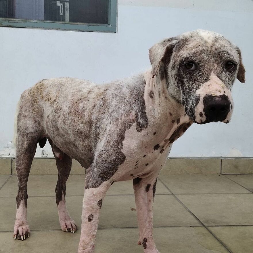 Homem resgata cachorro abandonado com câncer e lhe CURA