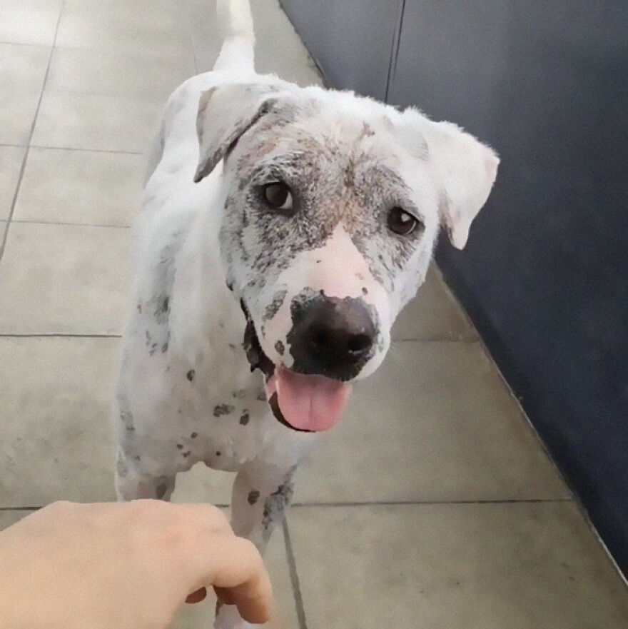 Homem resgata cachorro abandonado com câncer e lhe CURA