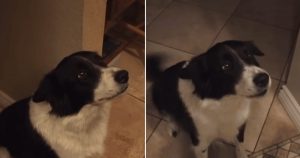 Vídeo de cachorro tentando falar ‘olá’ é a coisa mais linda!