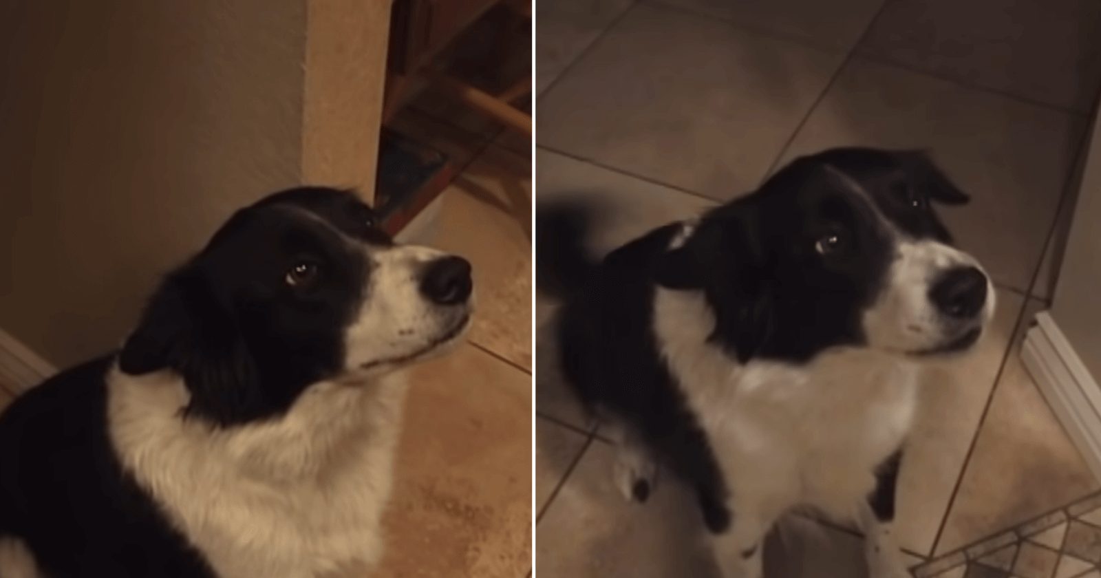 Vídeo de cachorro tentando falar ‘olá’ é a coisa mais linda!