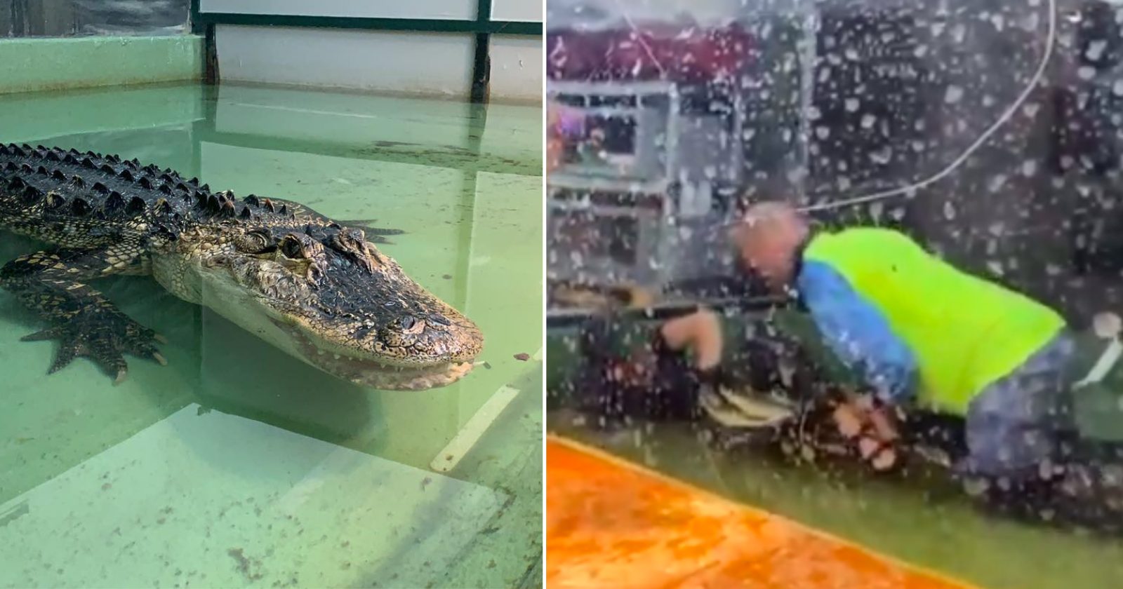 VÍDEO: Visitante consegue tratadora ao ser arrastada por crocodilo