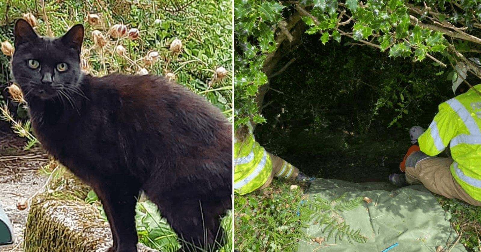 Idosa cai, fica presa em barranco e gato salva sua vida