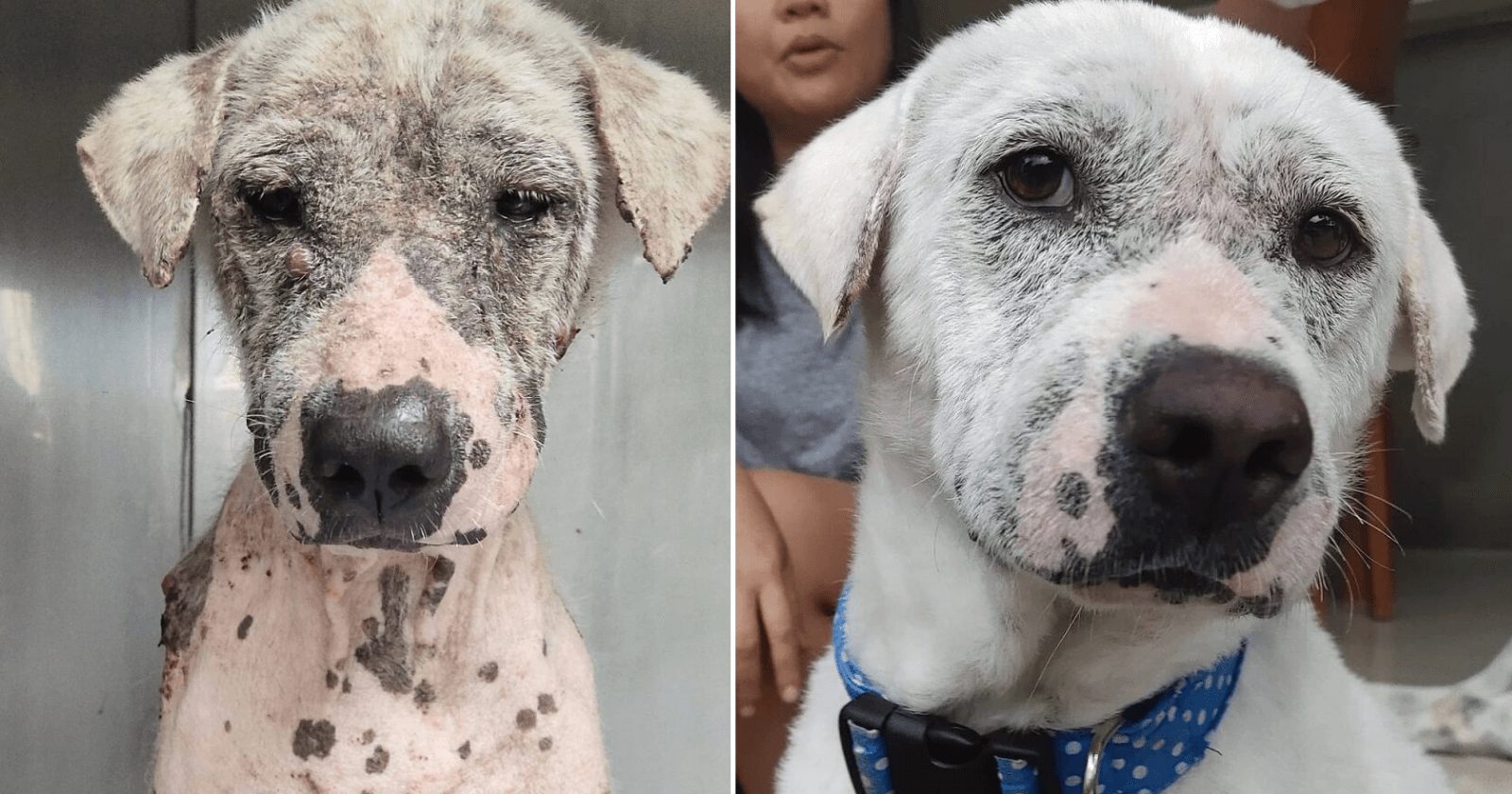 Homem resgata cachorro abandonado com câncer e consegue lhe curar