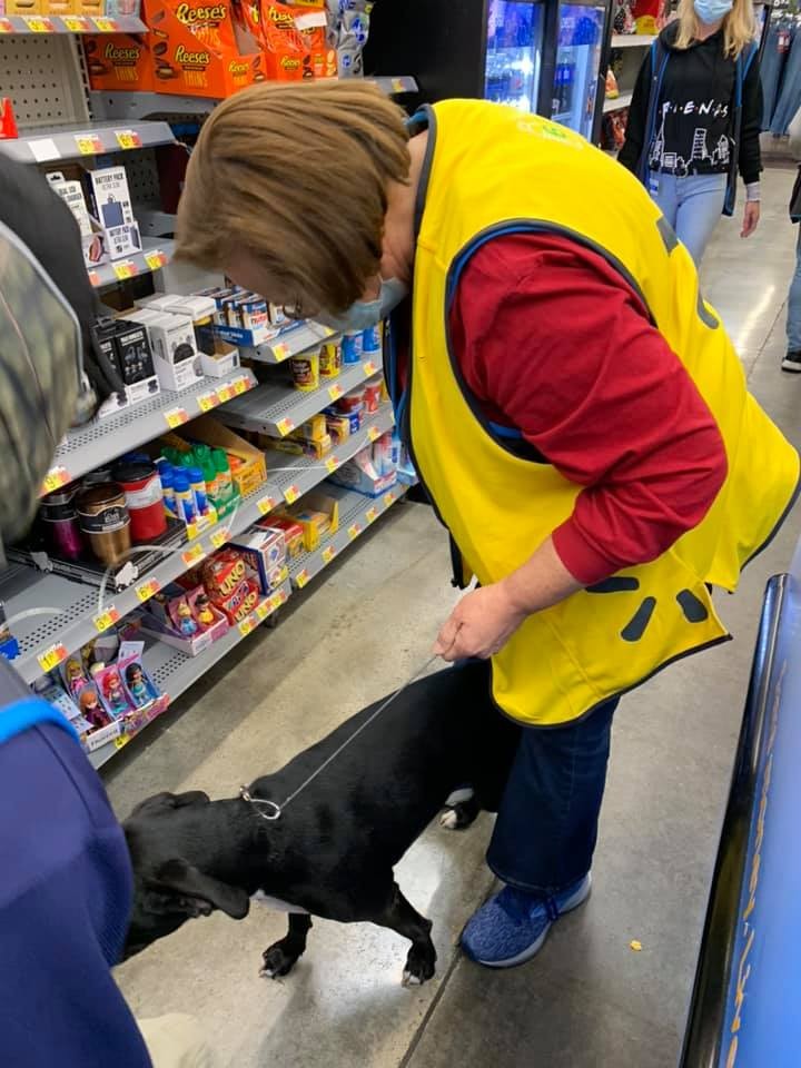 Cadela desaparecida entra em Walmart e acha dona no trabalho