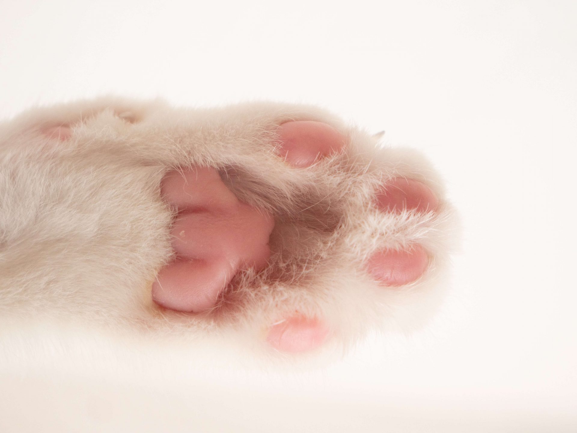 Cientistas finalmente explicam o amassar pãozinho dos gatos