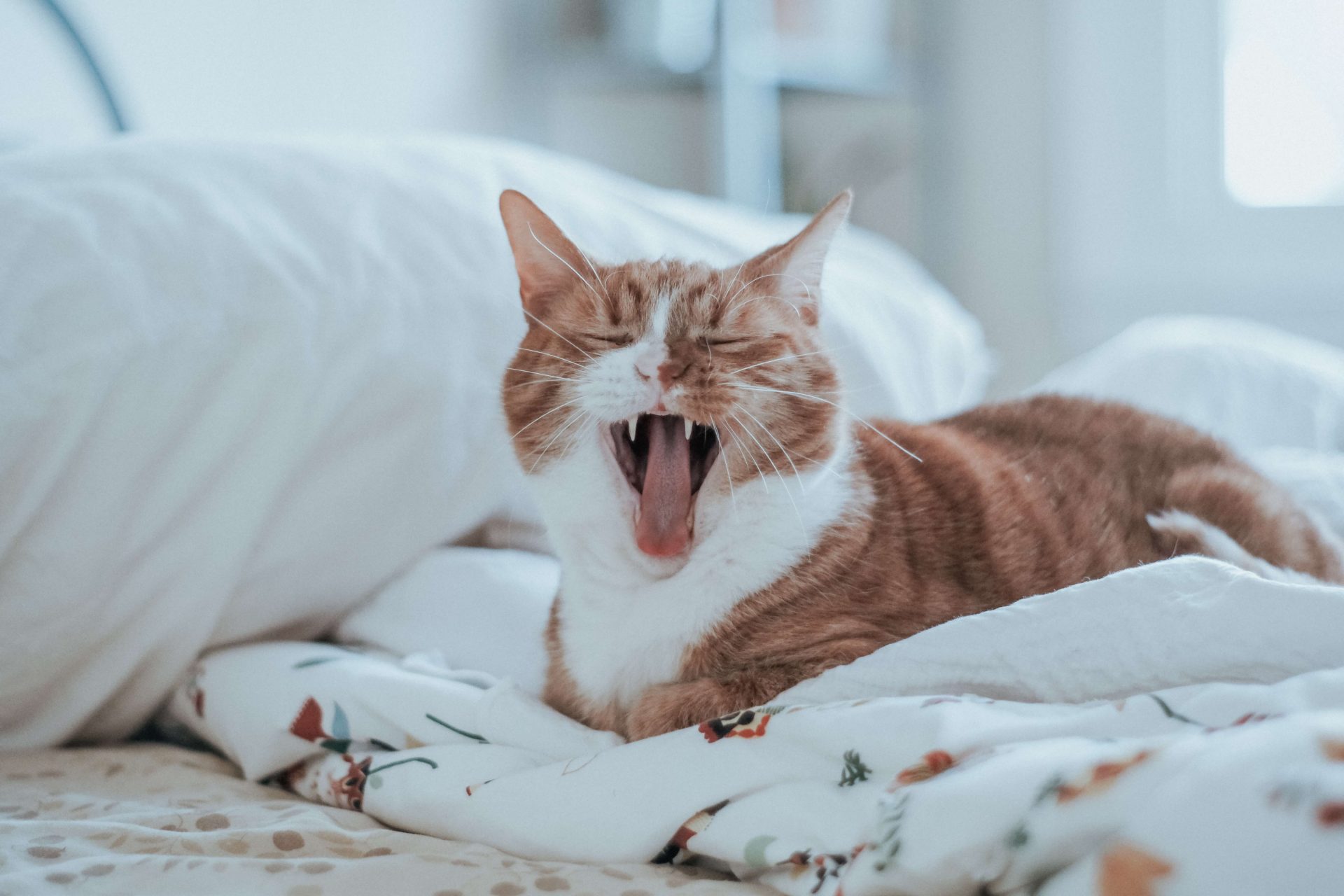 Cientistas finalmente explicam o amassar pãozinho dos gatos