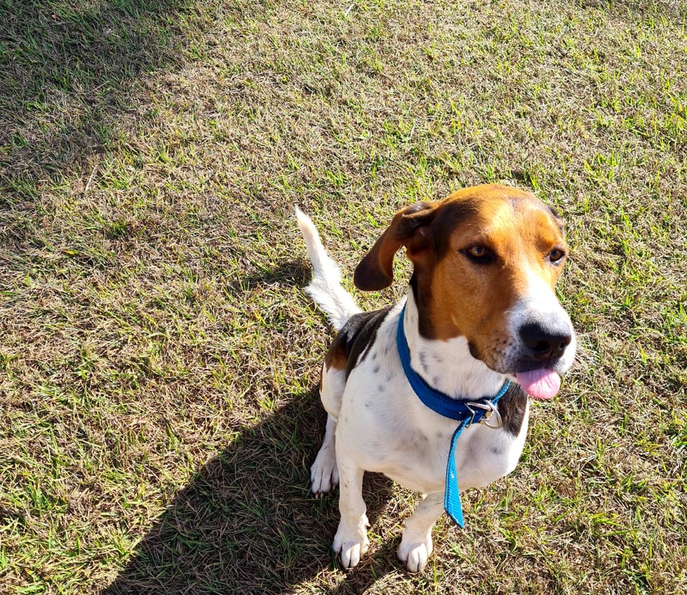 Cachorro assusta família ao aprender a tocar campainha