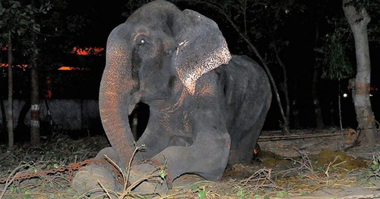 Elefante chora após finalmente ganhar sua liberdade