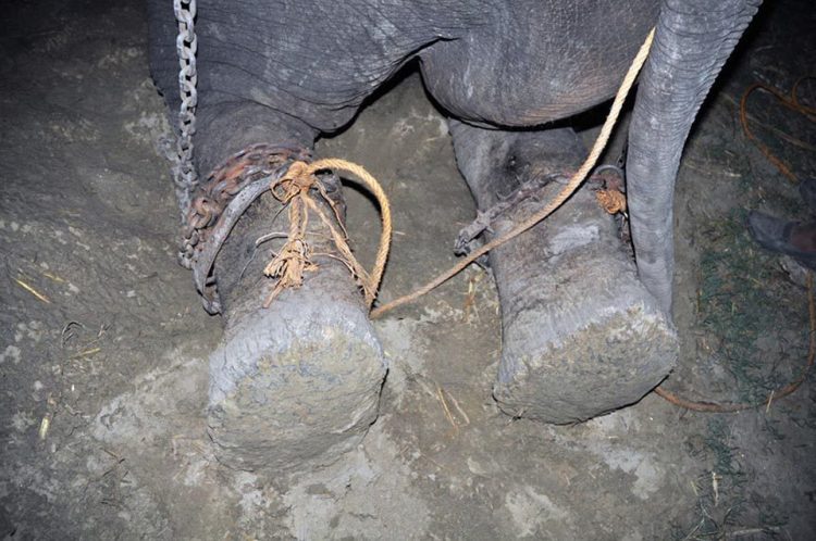 Elefante chora após finalmente ganhar sua liberdade