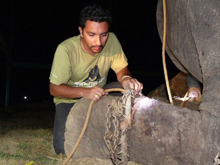 Elefante chora após finalmente ganhar sua liberdade