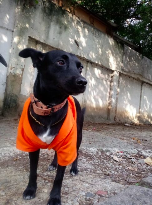 Cachorro acompanha gari em trabalho e se torna funcionário!