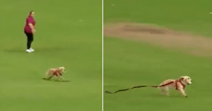 Cachorro invade campo e rouba bola de jogadoras