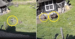 VÍDEO: Galo e bode salvam galinha das garras de um falcão