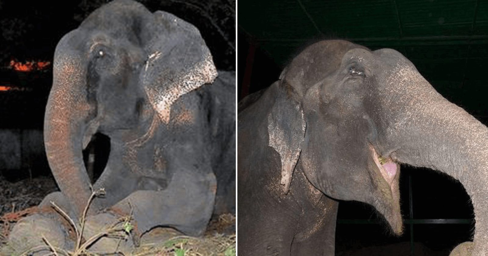 Elefante chora após finalmente ganhar sua liberdade