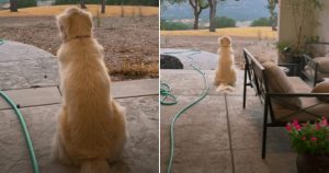 Cachorro se torna viral por ser apaixonado pelo pôr do sol