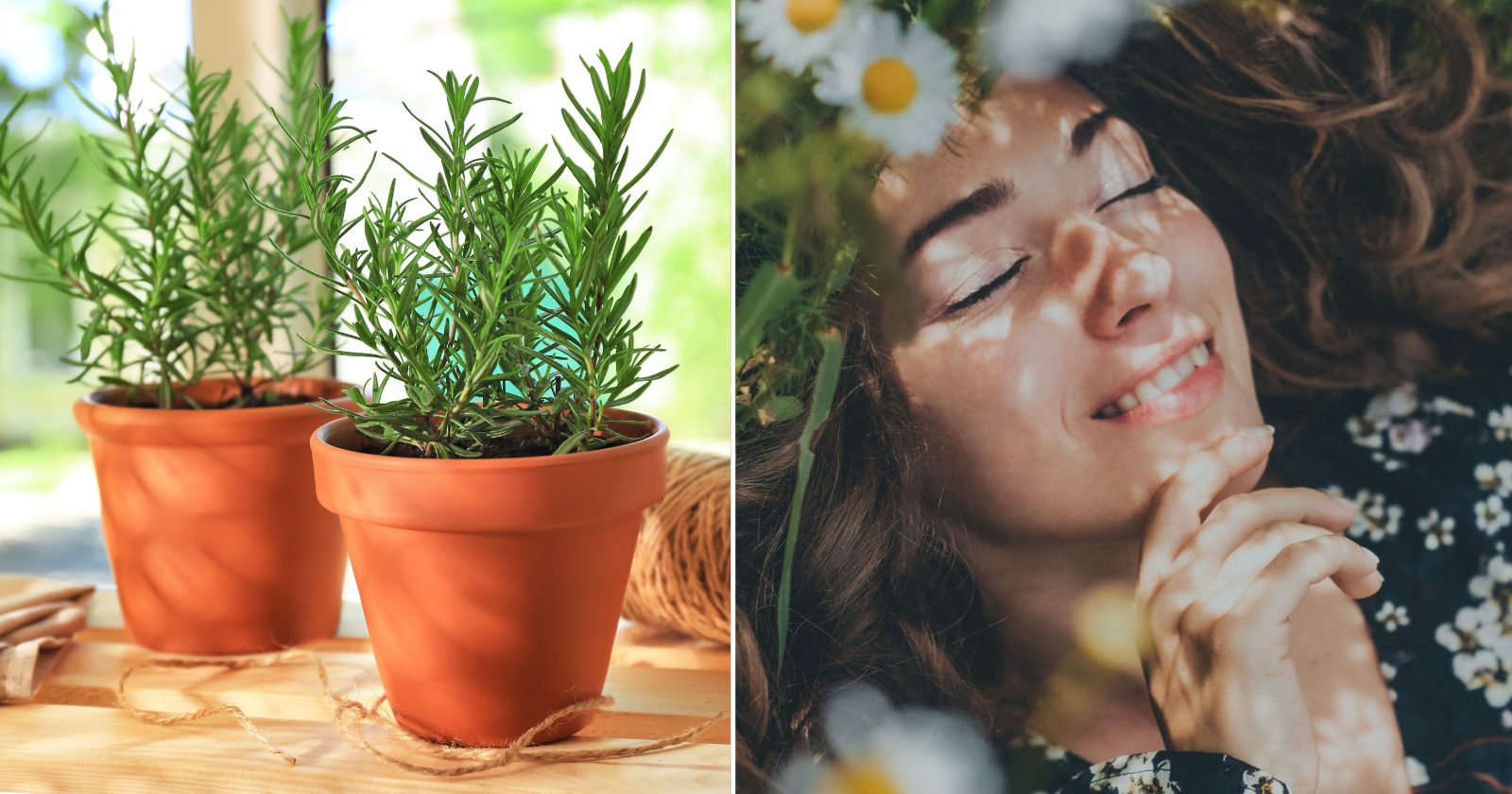 24 plantas que ATRAEM energias POSITIVAS para dentro de casa