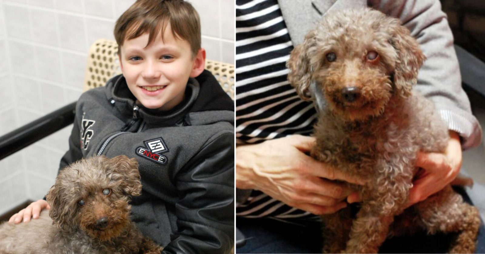 Menino adota cachorro velhinho para lhe dar um final feliz