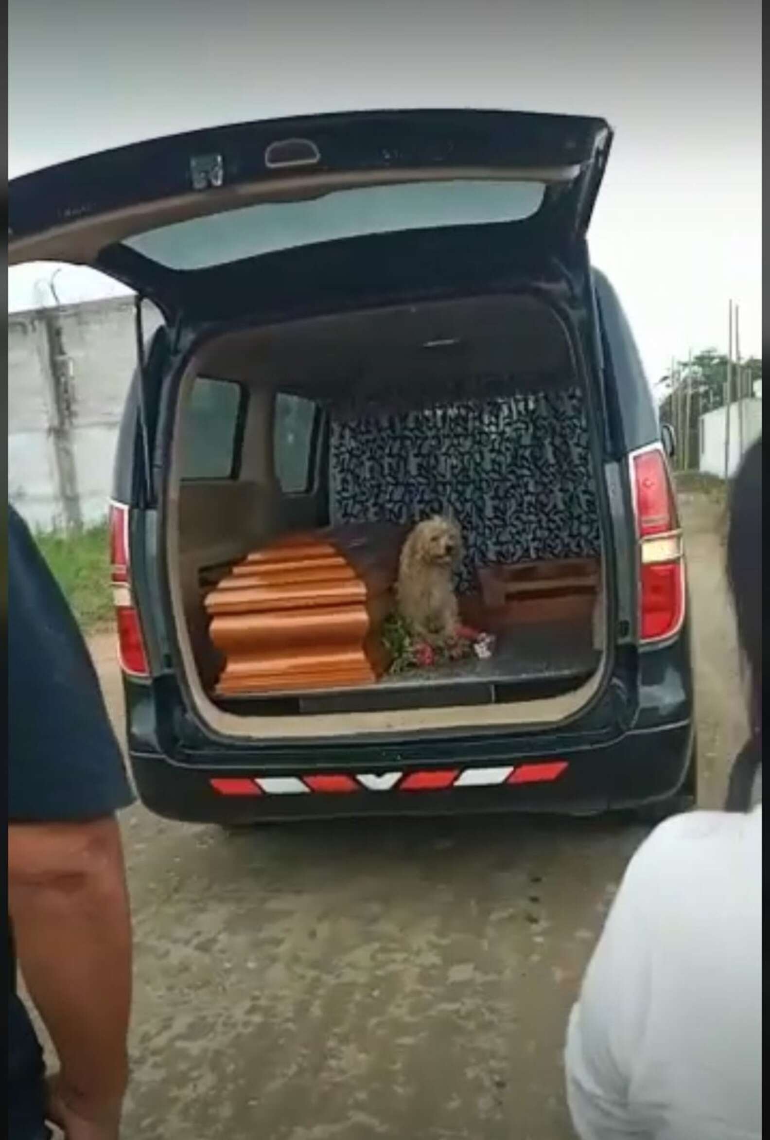 Fiel cachorro fica ao lado da falecida dona em seu funeral