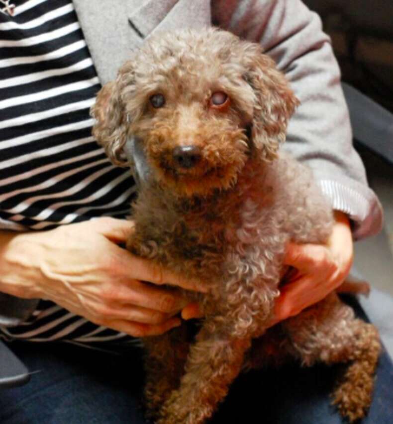 Menino adota cachorro velhinho para lhe dar um final feliz