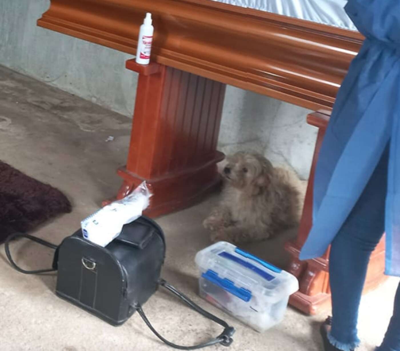 Fiel cachorro fica ao lado da falecida dona em seu funeral