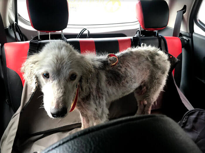 Cachorro maltratado fica extremamente belo após resgate