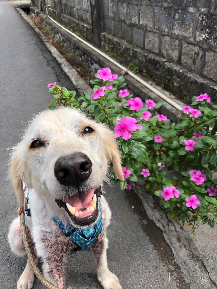 Cachorro maltratado fica extremamente belo após resgate