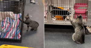 Gata que vive em hospital veterinário faz carícias em pacientes