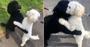 Cachorros se abraçam em passeio e donos descobrem que são…