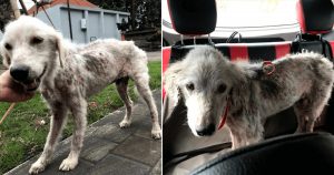 Cachorro maltratado fica extremamente belo após resgate